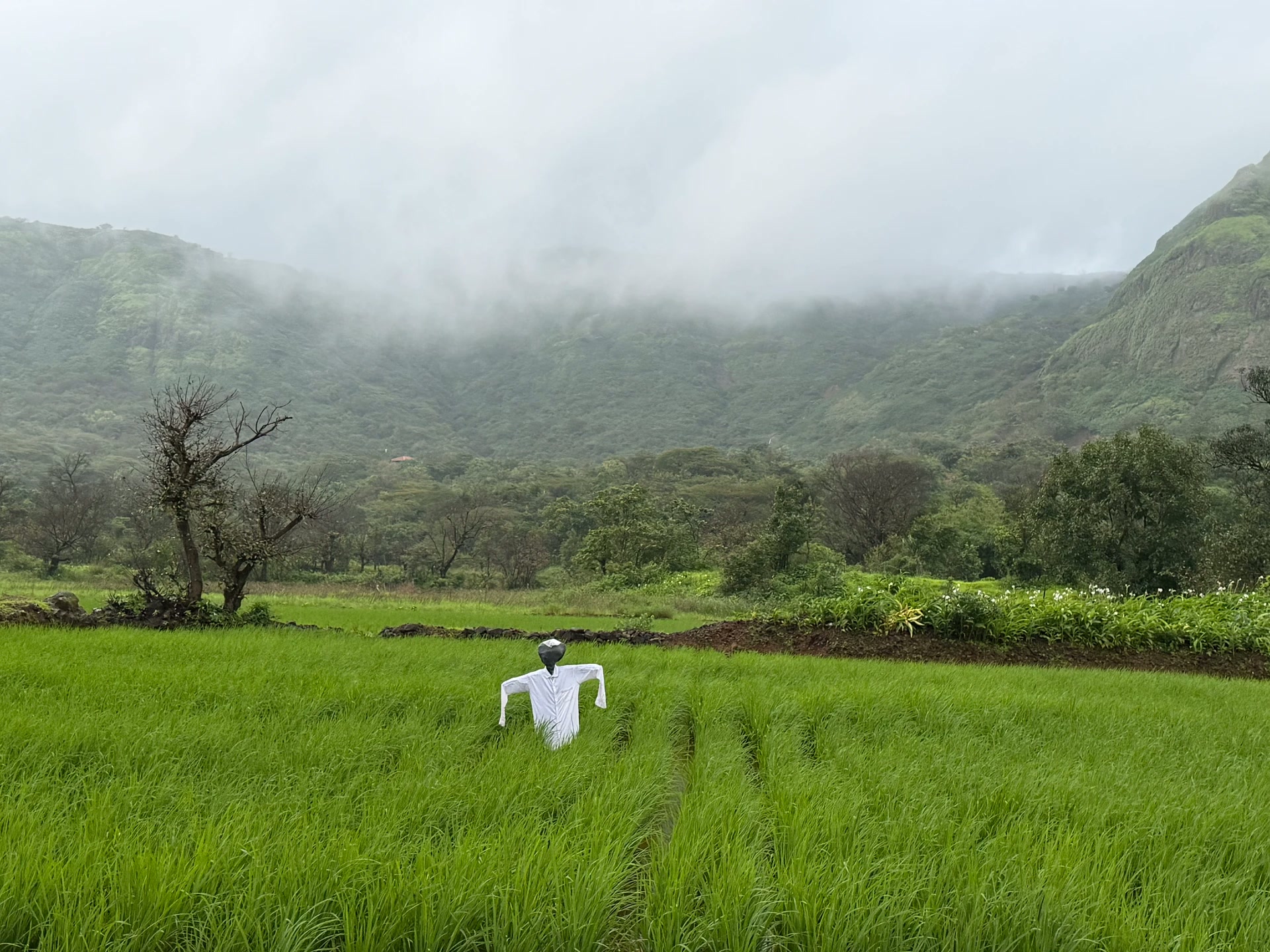 Misty paddy fields