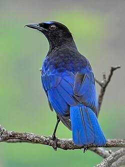 Malabar Whistling Thrush, known as the Whistling Schoolboy